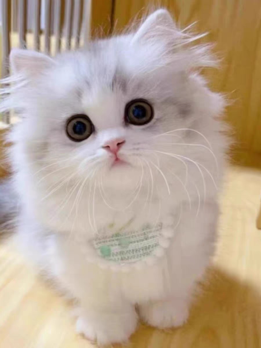 猫舍直销,批发价出售,长毛英短